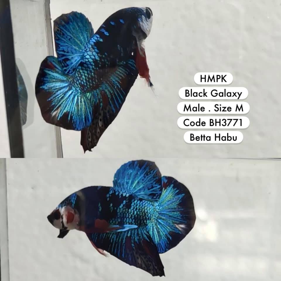 Betta Habu HMPK Black Galaxy