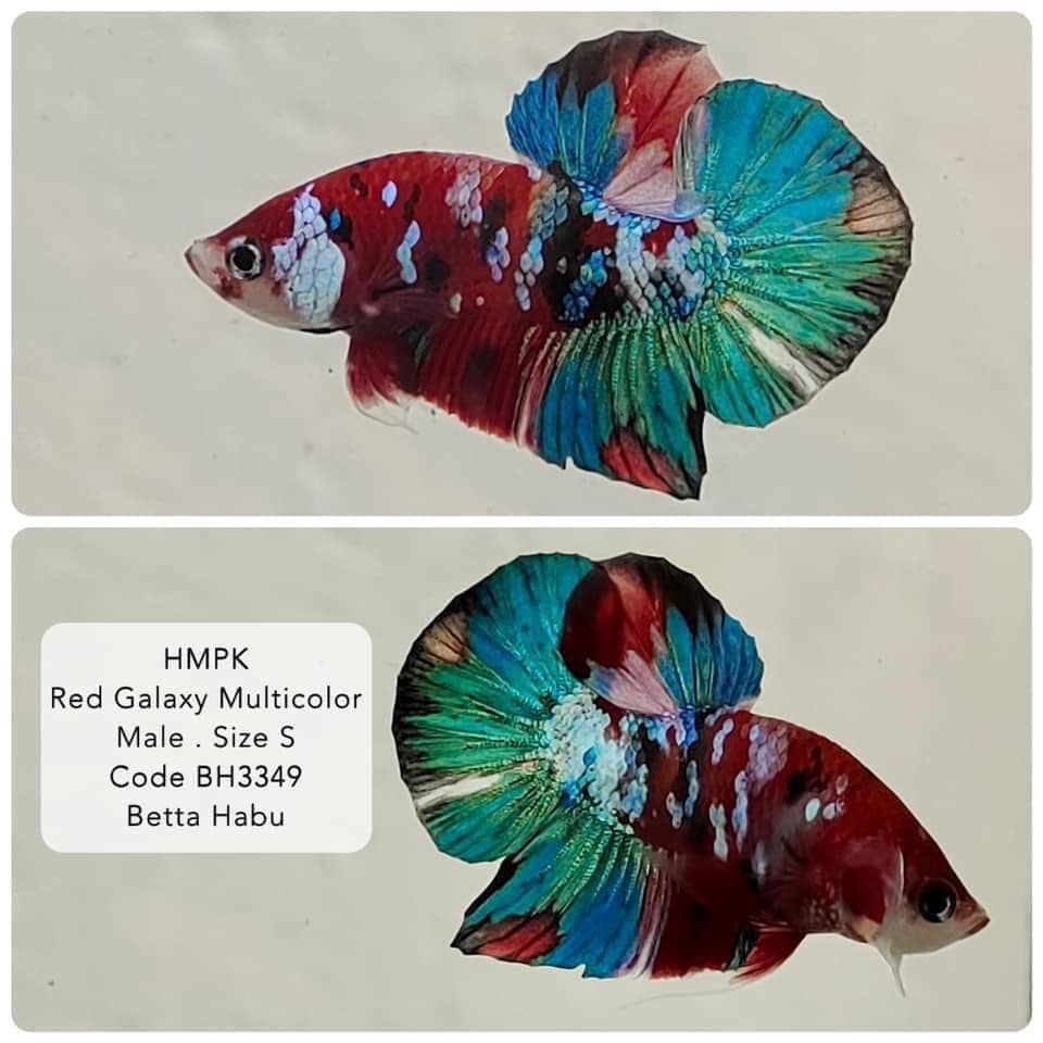 Betta Habu HMPK Red Galaxy Multicolor