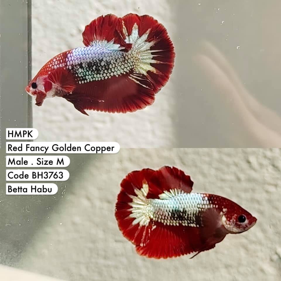 Betta Habu HMPK Red Fancy Golden Copper