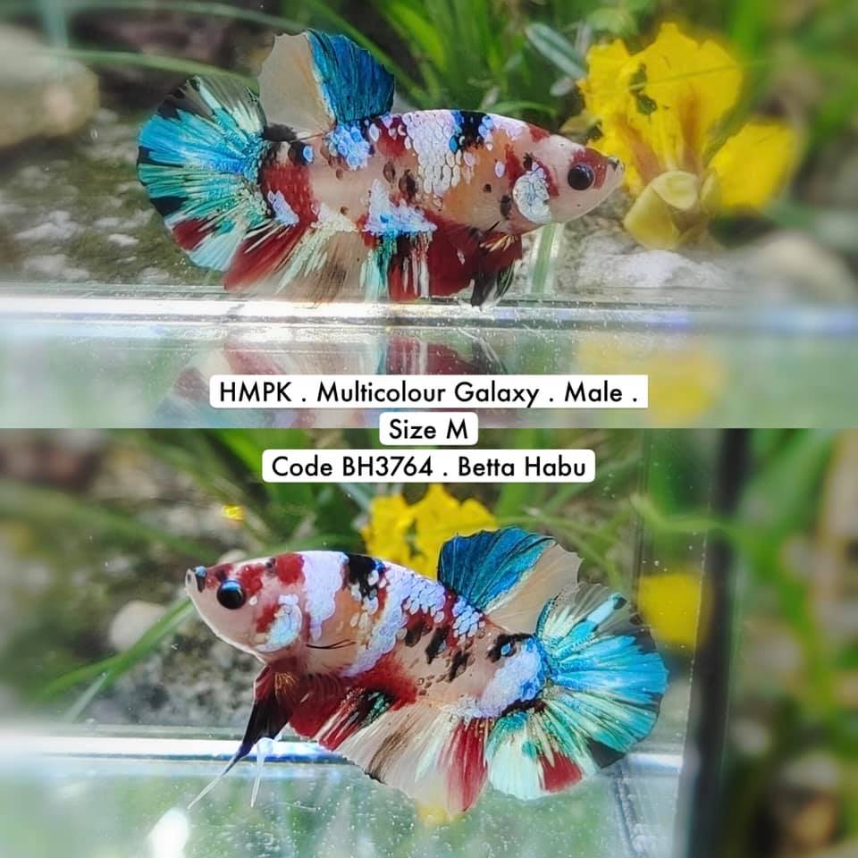 Betta Habu HMPK Multicolor Galaxy