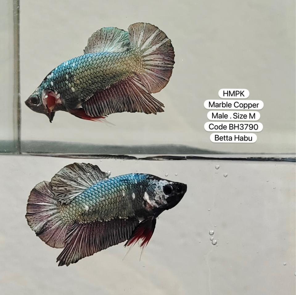 Betta Habu HMPK Marble Copper
