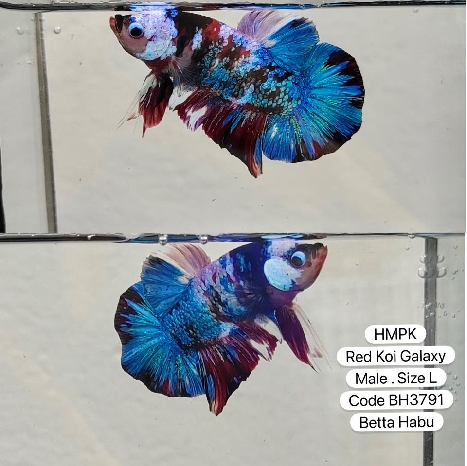 Betta Habu HMPK Red Koi Galaxy