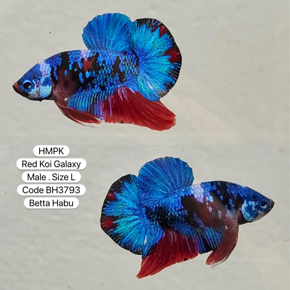 Betta Habu HMPK Red Koi Galaxy