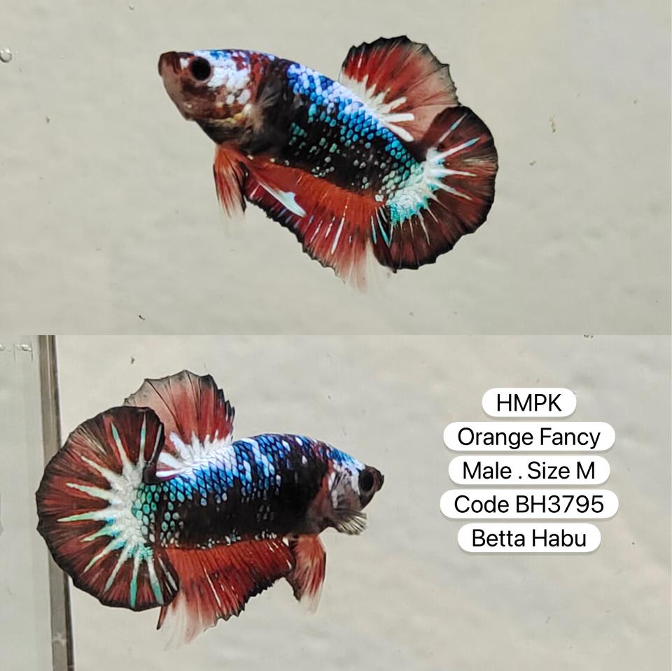 Betta Habu HMPK Orange Fancy