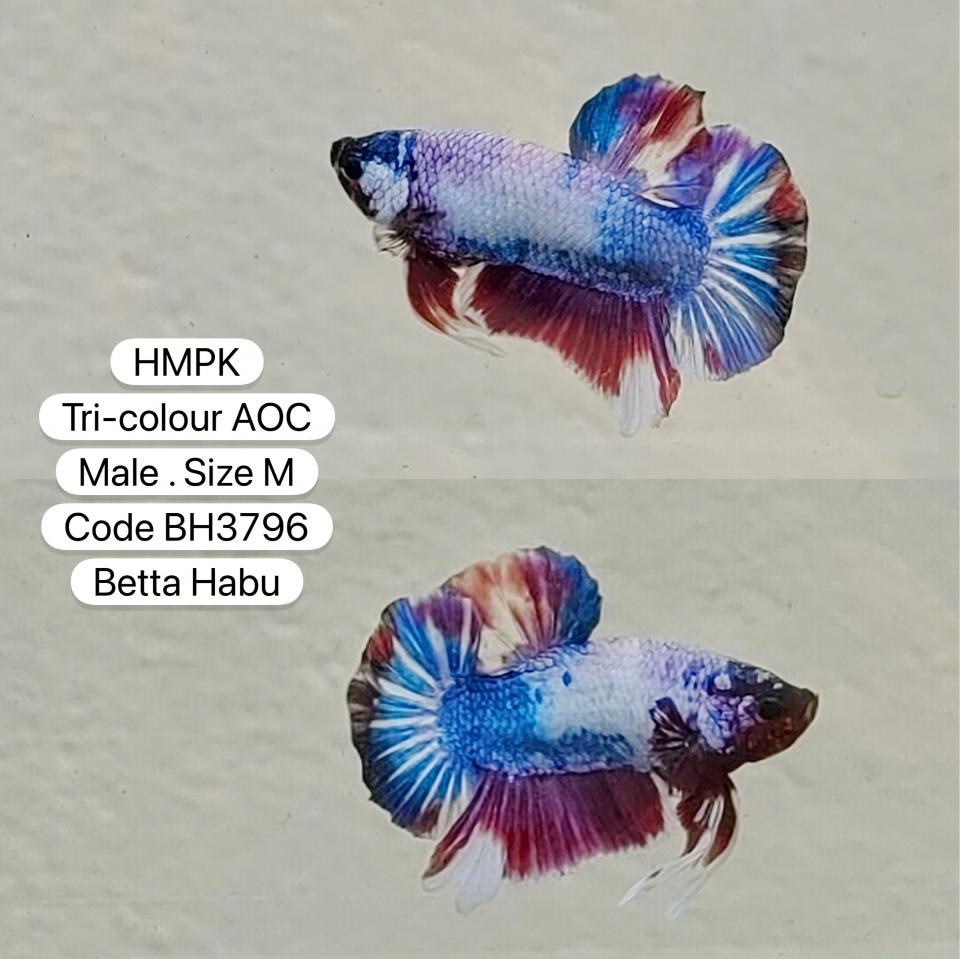 Betta Habu HMPK Tri-colour AOC