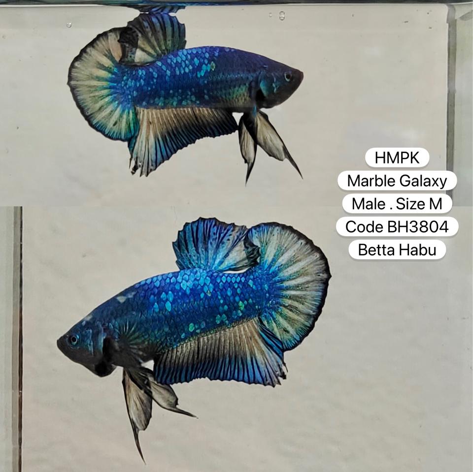 Betta Habu HMPK Marble Galaxy