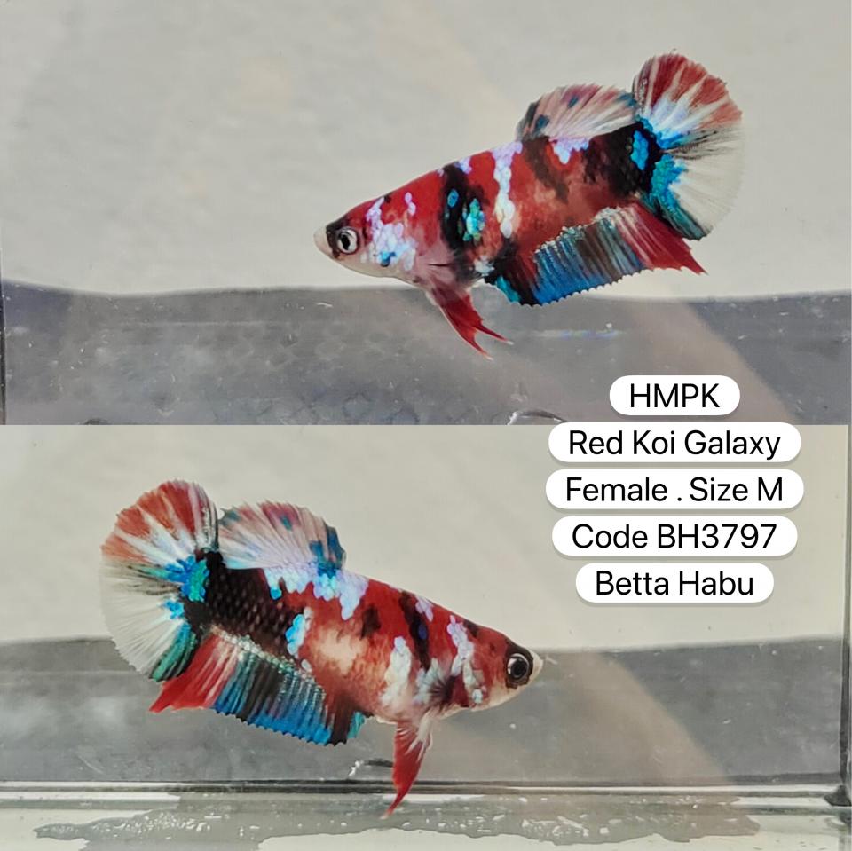 Betta Habu HMPK Red Koi Galaxy Female