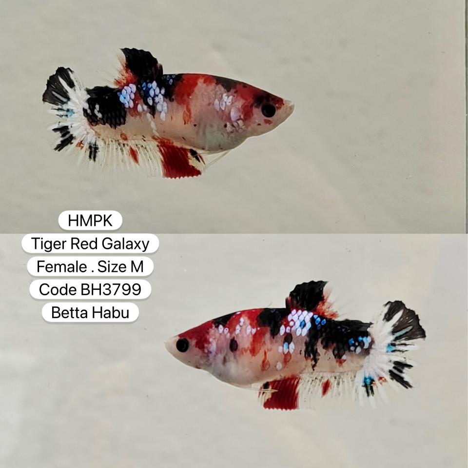 Betta Habu HMPK Tiger Red Galaxy Female